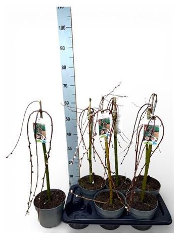 SALIX CAP KILMARNOCK