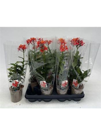 EPIDENDRUM MIX ORCHIDEA AKCIO