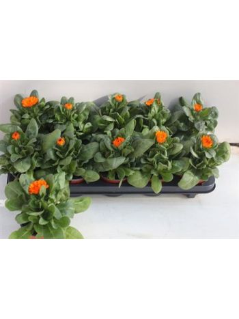 CALENDUL OFFICINALIS