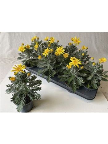 EURYOPS SILVER STAR