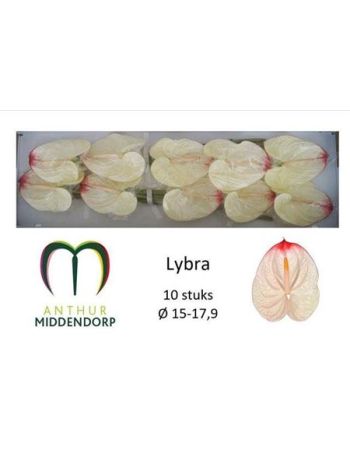 ANTH A LYBRA *10