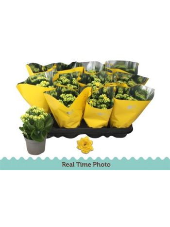 KALAN ROSALIE MIDI SÁRGA METÁL CELÓS