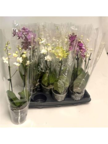 PHAL MIDI 2 ÁG AKCIO