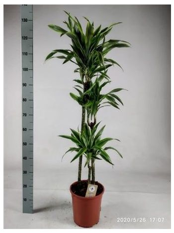 DRA DE LEMON LIME 3 TÖRZSES