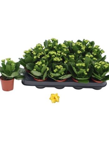 KALAN ROSALIE YELLOW