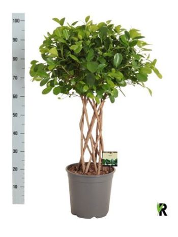 FIC MI MOCLAME FONOTT RÁCSOS