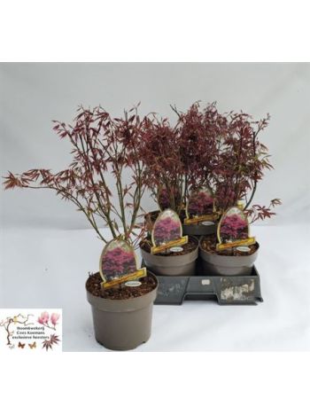 ACER PA ATROPURPUREU