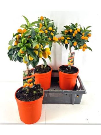 CITR FORTU KUMQUAT