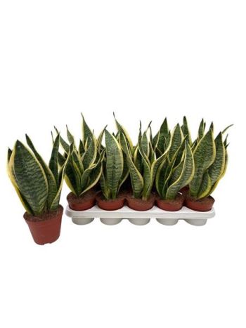 SANSEV FUTURA SUPERB