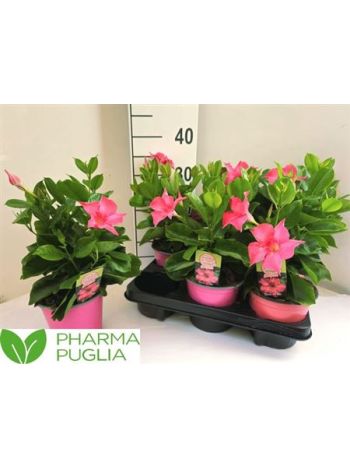 MANDE RIO EL CORA PINK