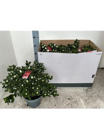 RHODO SI WITTE VOGEL