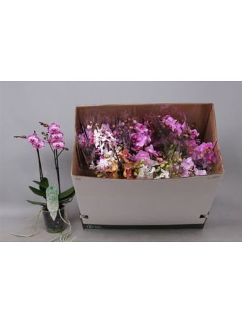 PHAL MF 2 ÁG GEM DOBOZOS