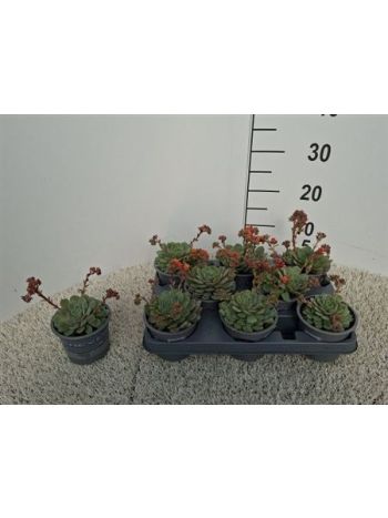 ECHEV DONDO VIRÁGZÓ