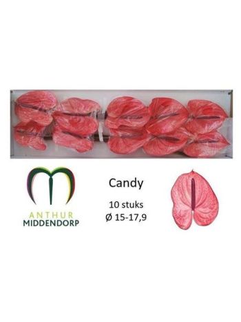 ANTH A CANDY *10