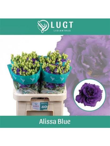 EUS G ALISSA BLUE