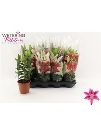 LIL OR SUN MARTINIQU