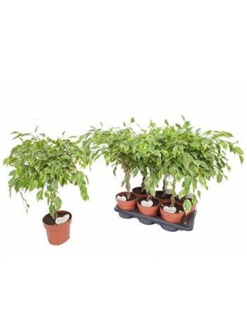 FIC BE GOLDEN KING FONOTT