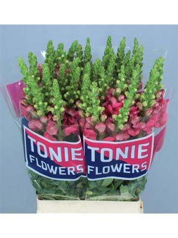 ANTIR AVIGNON C ROSE