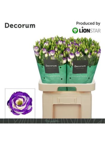 EUS G ROSI BLUE PICO