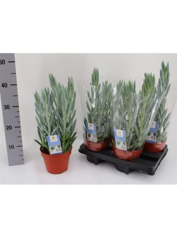 CURIO FIC MT EVEREST