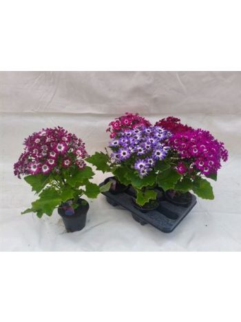 SENEC CINERARIA GEM