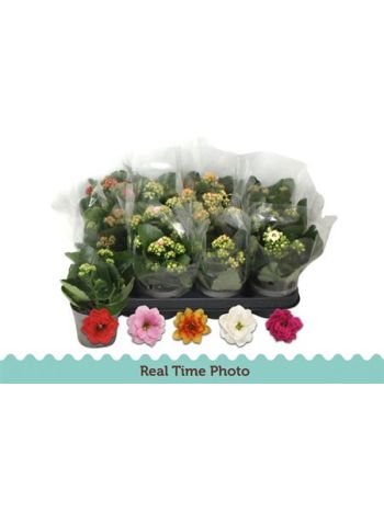 KAL ROSALIE MIDI SIMA CELOS