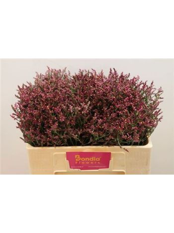 LIM SIN SCAR DIAMOND 50CM