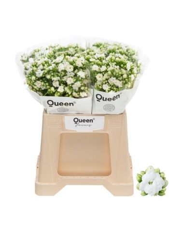 KAL CRYST WHI MEADOW