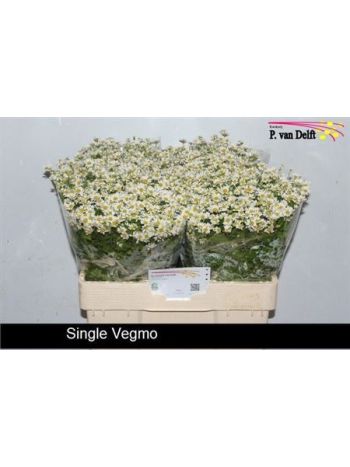 TANA PA SINGLE VEGMO 60CM