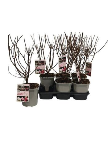 HYDR PA LIVI PIN ROS