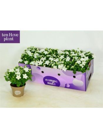 CAMP IS ATLANT WHITE