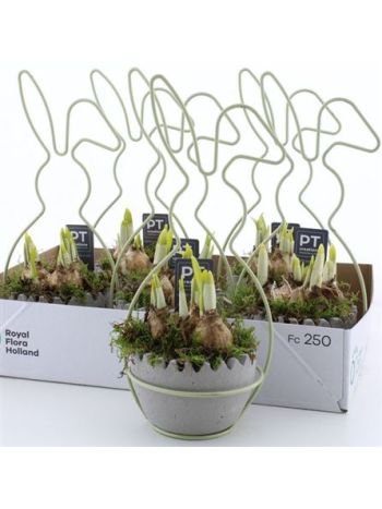 Ö. NARC SZÜRKE TOJÁS NYÚL