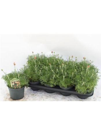 RHODAN H ZAGORA ORAN