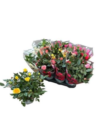 RO KORDAN GRANDE GEM *15