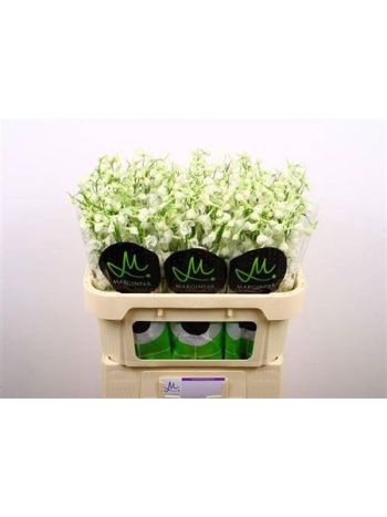 DELPH EN BE AN WHITE 70CM