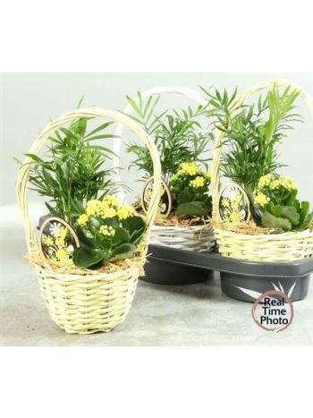 Ö. CHAM KAL FÜLES KOSÁR