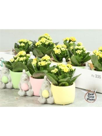 Ö. KAL CSIRKE TOJÁS KASPÓS