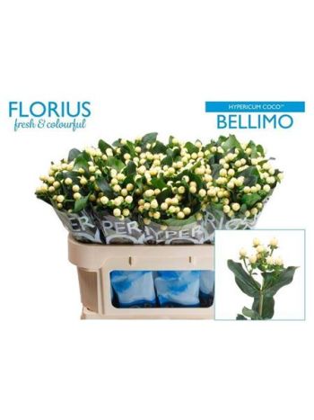 HYP COCO BELLIMO 70CM