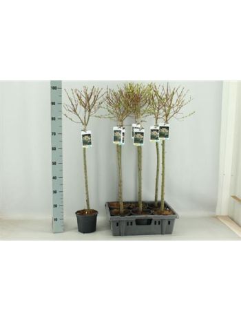 SALIX IN HAKURO NISH