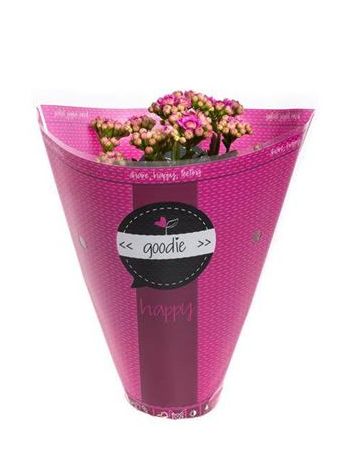 KAL ROSALIE PURPLE GOODIE