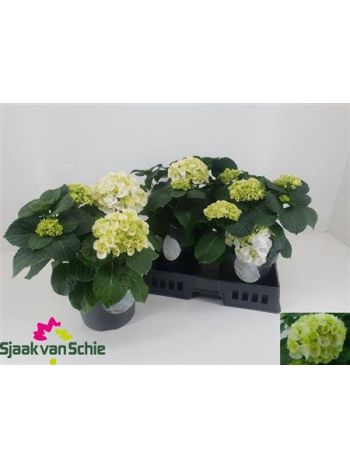 HYDR M 3+ CRYSTAL PALAC