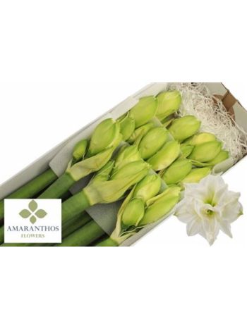 HIPP DG WHI SYMPHONY *10