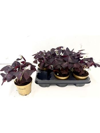 OXALIS TRIANGULARIS