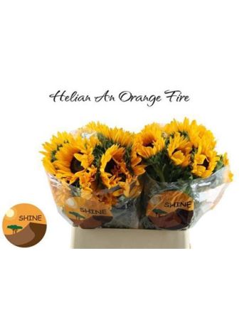 HELIAN AN ORANGE FIR 80CM