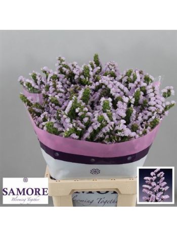 LIM S TESSA LAVENDER 70CM