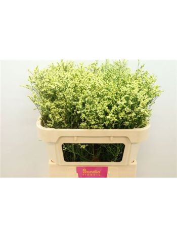 LIM SIN CHINA SUMMER 70CM