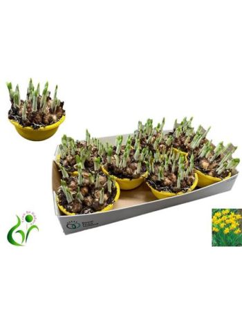 NARCIS C TETE A TETE TÁL