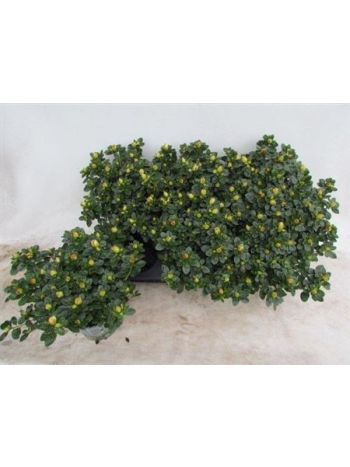 RHODO SI WEISSE SACH