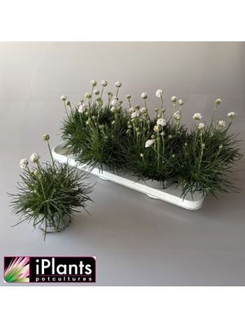 ARME MAR ARMAD WHITE