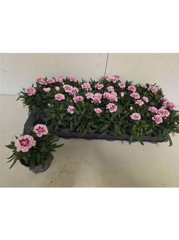 DIAN OSC PURPLE STAR